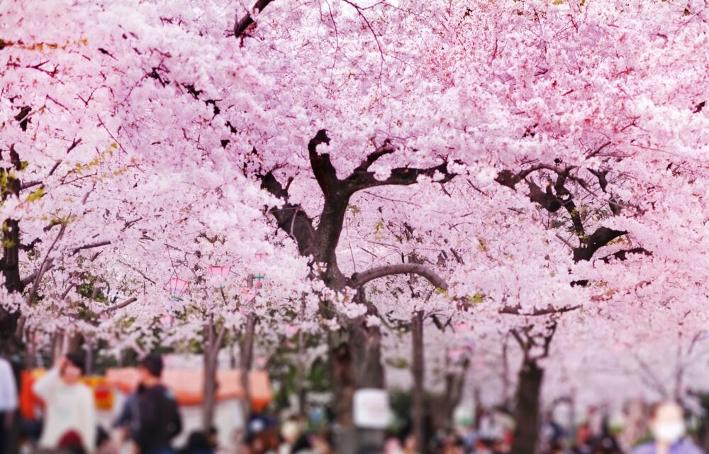 The Beauty of Ohanami: Cherry Blossom Viewing in Japan