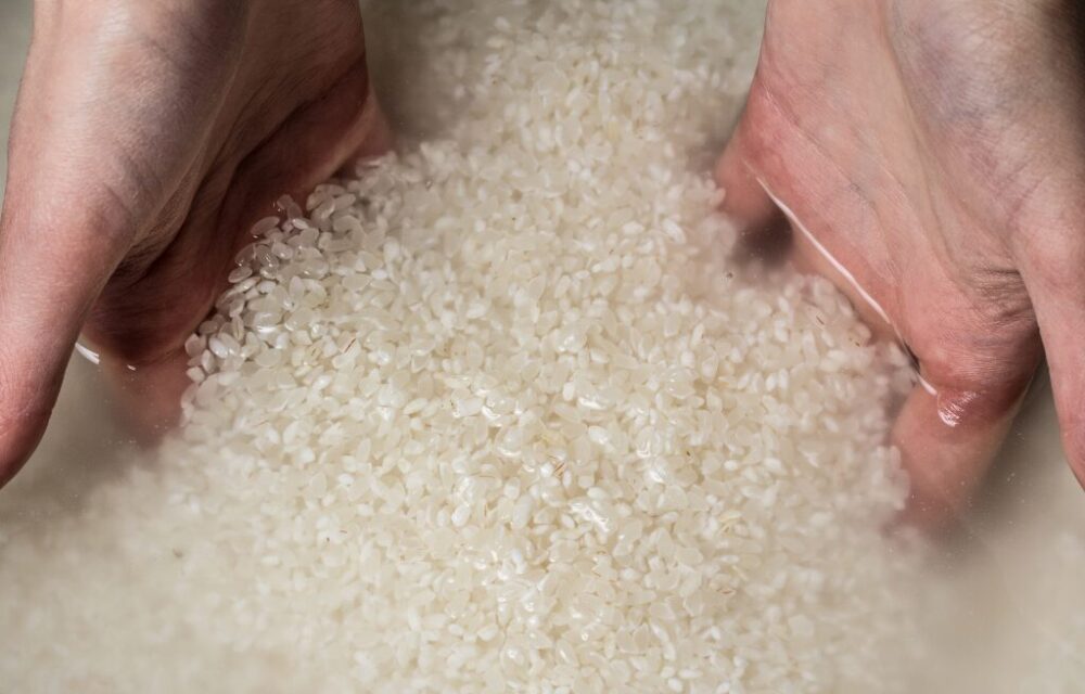 The Art of Brewing Japanese Sake: A Magic of Traditional Rice Wine from Japan (Introduction ~ Steaming Rice) 