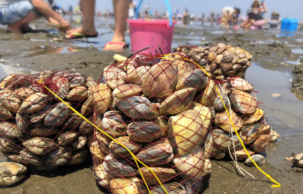 Clam Digging and Sake: Enjoying a Luxurious Springtime by the Seaside